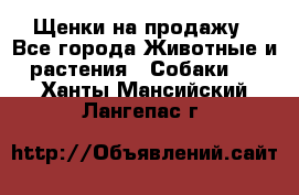 Щенки на продажу - Все города Животные и растения » Собаки   . Ханты-Мансийский,Лангепас г.